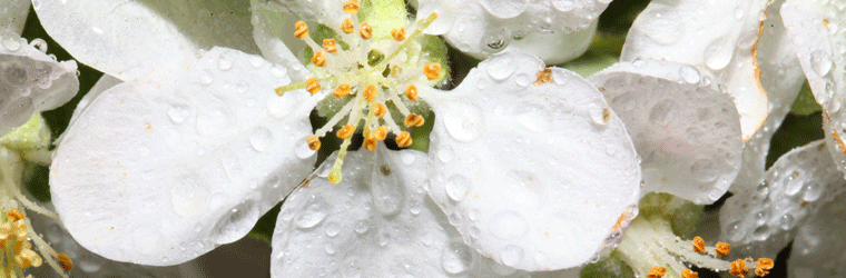 flower-for-web